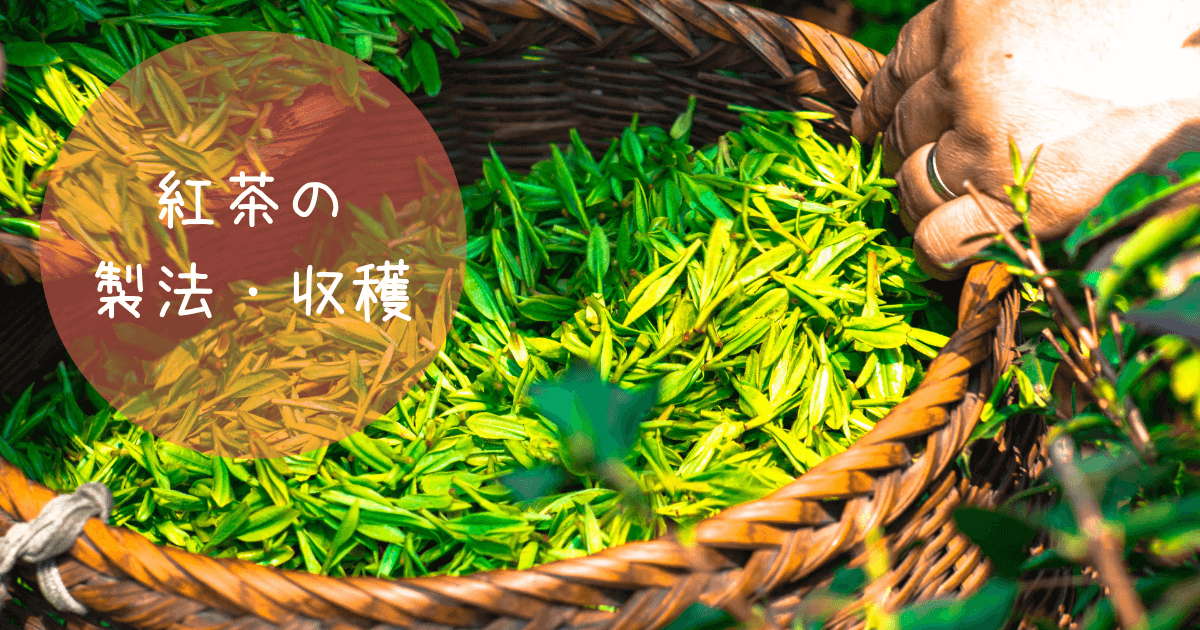 紅茶の製法・収穫シーズンに関する用語一覧