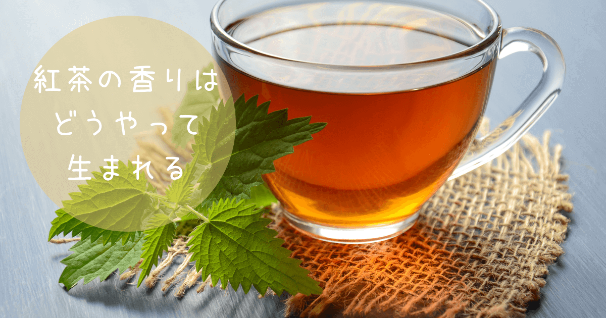 紅茶の香りには300種類以上もの香り成分が含まれている！？紅茶の香りを生み出すメカニズムを知ろう