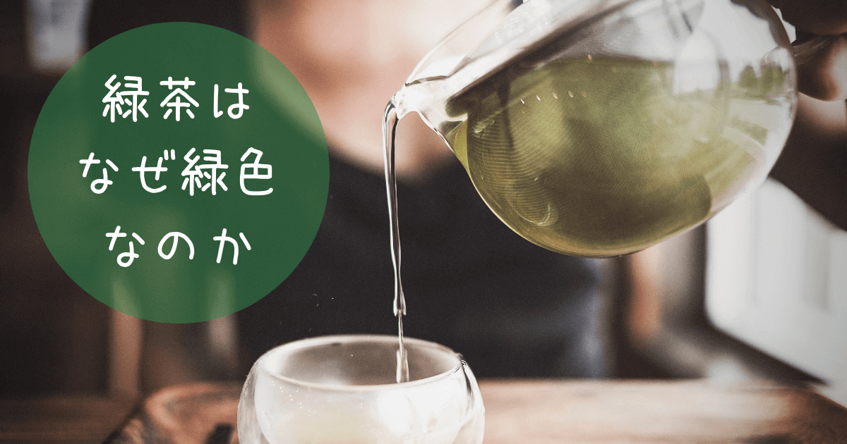 緑茶の色の秘密に迫る！紅茶と同じチャの樹からできているのに、なぜ緑茶は鮮やかな緑色になるのか？